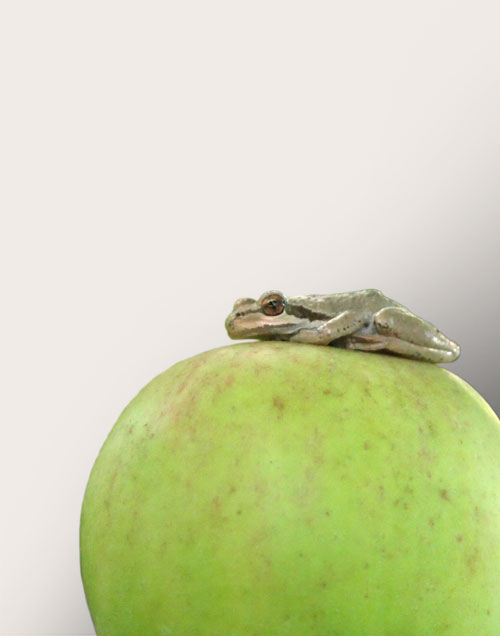 Frog on apple selection