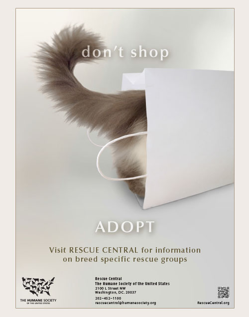 Don't shop, adopt poster with image of cat in a bag